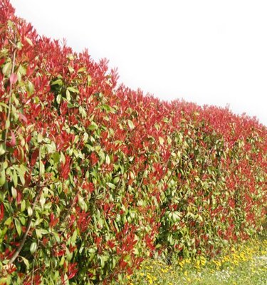Photinia fraseri 'Red Robin' - 60L - 1.75m - image 2