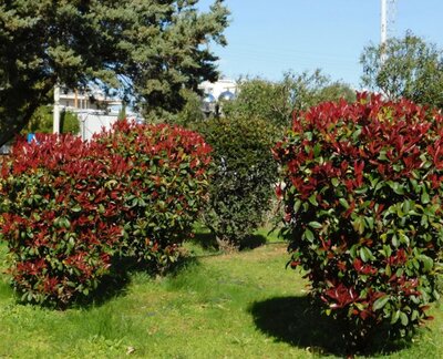 Photinia fraseri 'Red Robin' - 60L - 1.75m - image 3