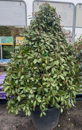 Photinia fraseri 'Red Robin' - cone - 110L