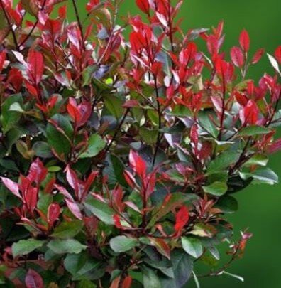 Photinia fraseri 'Red Robin' - XL Cone-shape 160L