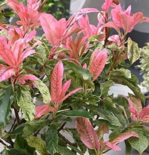 Photinia serratifolia 'Pink Crispy'®  1/4 Std  - 25L - 40cm clear stem