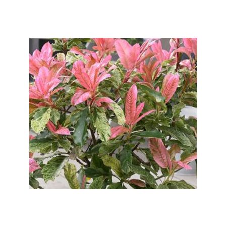 Photinia serratifolia 'Pink Crispy' 2L - image 2