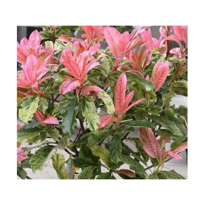 Photinia serratifolia 'Pink Crispy' 2L - image 2