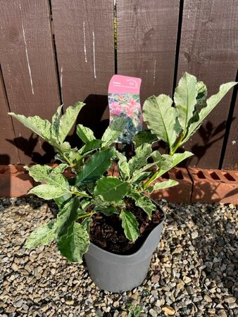 Photinia serratifolia 'Pink Crispy' 2L - image 1