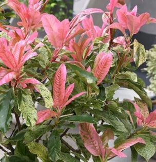 Photinia serratifolia 'Pink Crispy'® - 9L - 0.7m