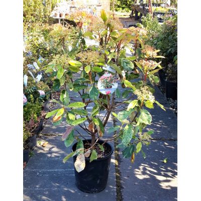 Photinia serratifolia 'Pink Crispy'® - image 1