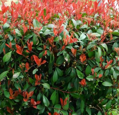 Photinia serrulata 'Red Robin' - 55L - 1/2 Std - image 1