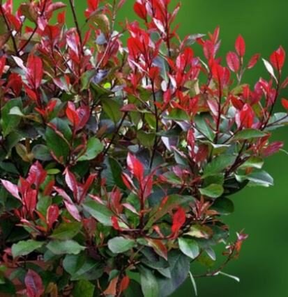 Photinia serrulata 'Red Robin' - 70L - 400cm 