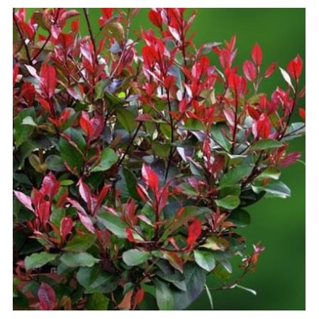 Photinia Serrulata Red Robin - Ball - Windlestone Nursery & Garden ...