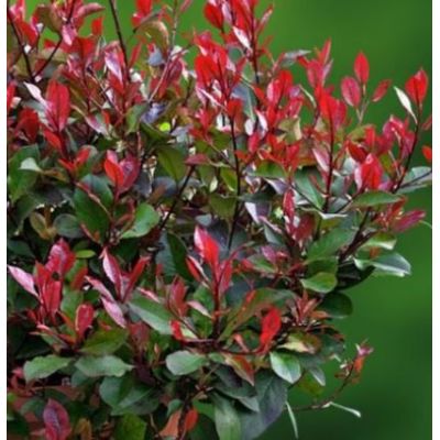 Photinia Serrulata Red Robin - Ball - Windlestone Nursery & Garden ...