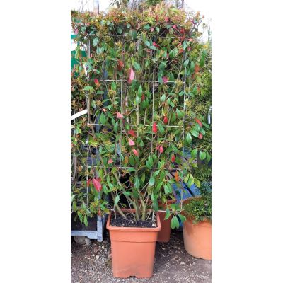 Photinia serrulata 'Red Robin' - On frame