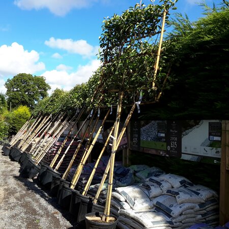 Photinia serrulata 'Red Robin' - Pleached - 35L -150cm clear stem height/120cm x 80cm frame - image 1