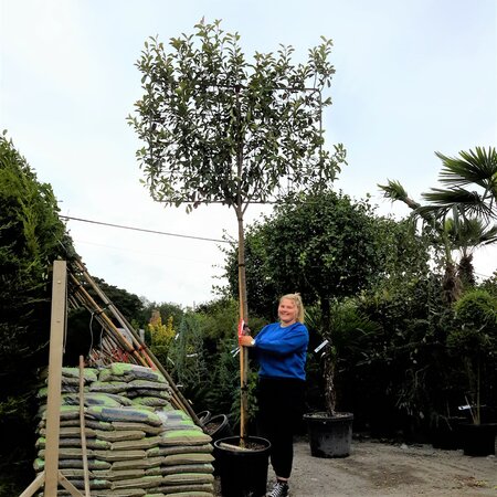 Photinia serrulata 'Red Robin' - Pleached - 45L -190cm clear stem height/120cm x 80cm frame - image 1