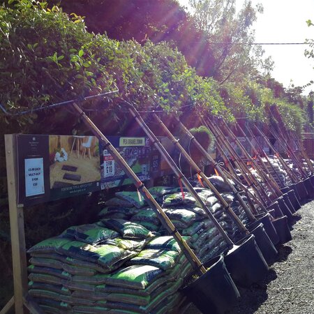 Photinia serrulata 'Red Robin' - Pleached - 45L -190cm clear stem height/120cm x 80cm frame - image 3