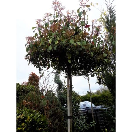 Photinia serrulata 'Red Robin' - Umbrella shape