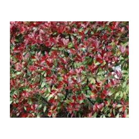 Photinia fraseri 'Dynamo Red'®  - 0.8m - image 2