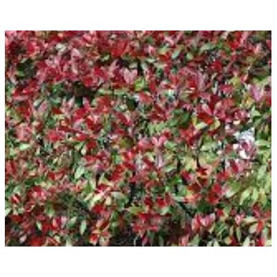 Photinia fraseri 'Dynamo Red'®  - 0.8m - image 2