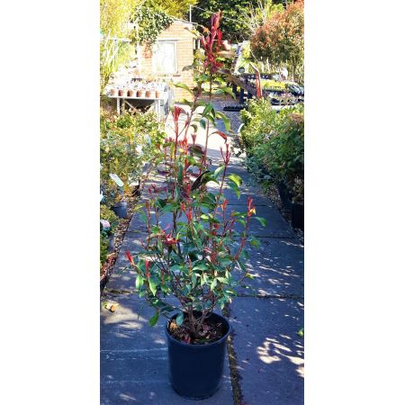 Photinia fraseri 'Dynamo Red'®  - 0.8m - image 1