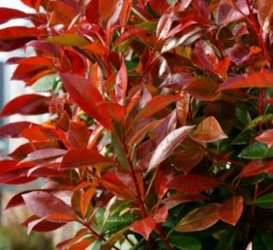 Photinia fraseri 'Red Light'® - 9L - 1m - Windlestone Nursery & Garden ...