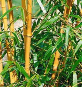 Phyllostachys Aurea Bamboo - 1.75m