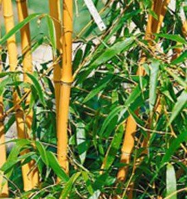 Phyllostachys Aurea Bamboo - 18L - 150cm