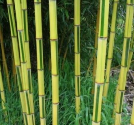 Phyllostachys Aureasulcata Spectabilis Bamboo - 18L - 175cm