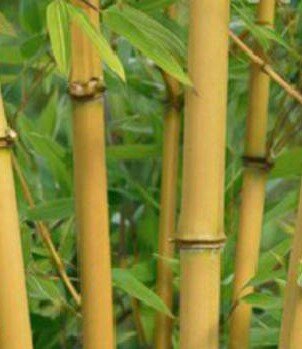 Phyllostachys Aureosulcata Aureocaulis Bamboo - 18L - 175cm