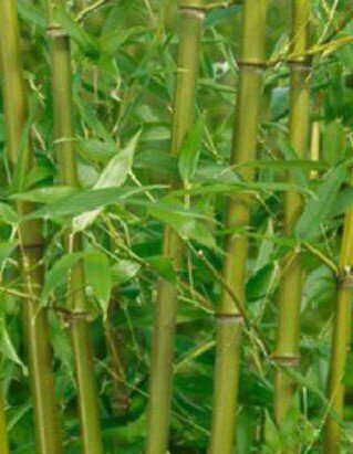 Phyllostachys Bissetii Bamboo - 18L - 175cm