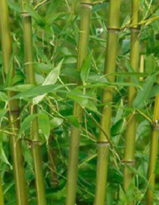 Phyllostachys Bissetii Bamboo - 30L - 150cm