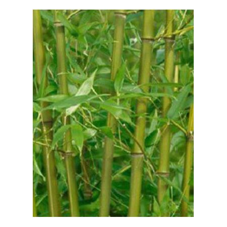 Phyllostachys Bissetii Bamboo - 30L - 250cm