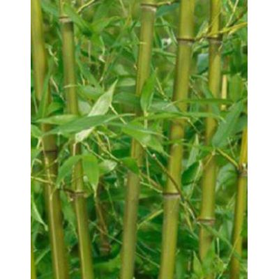 Phyllostachys Bissetii Bamboo - 30L - 250cm