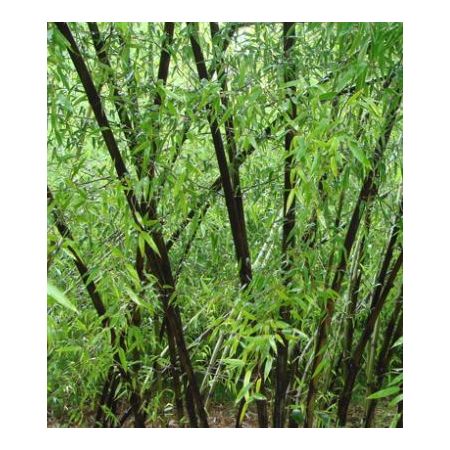 Phyllostachys Nigra  Bamboo - 1.25m