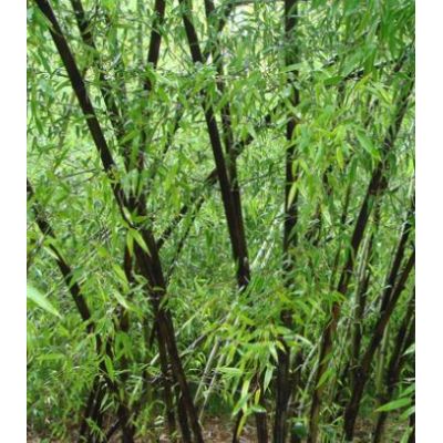 Phyllostachys Nigra  Bamboo - 1.25m