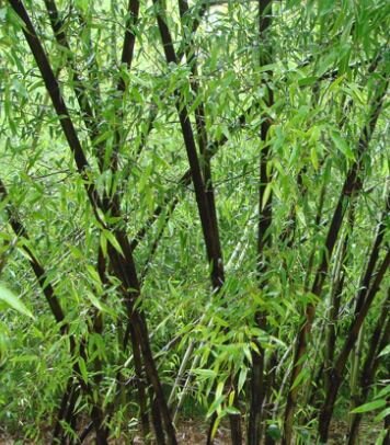 Phyllostachys Nigra Bamboo - 18L - 2m