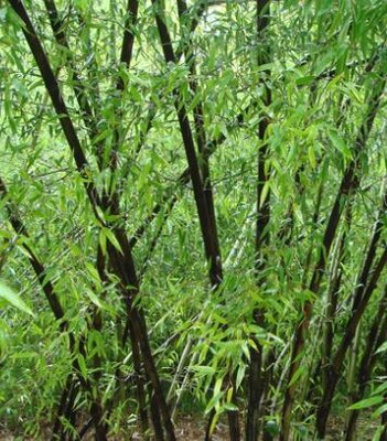 Phyllostachys Nigra Bamboo - 35L - 250cm