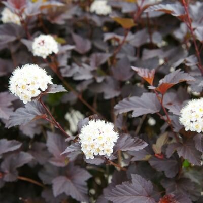 Physocarpus opulifolius Diablo - 18L - 70cm - image 1