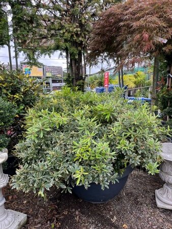 Pieris japonica 'Flaming Silver' 160L