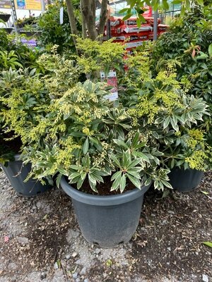 Pieris japonica 'Flaming Silver' 25L