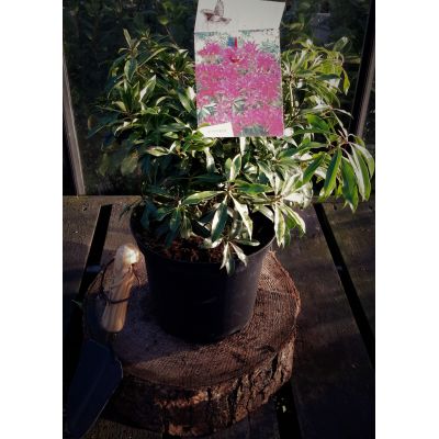 Pieris Japonica Forest Flame 5L - image 1