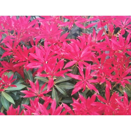 Pieris Japonica Forest Flame 5L - image 2