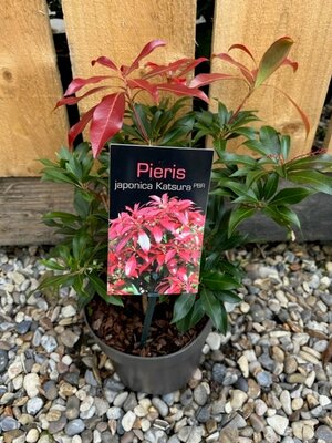 Pieris japonica 'Katsura' - 2L