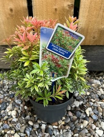 Pieris Japonica Little Goldy 2L