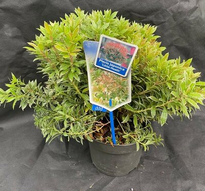 Pieris Japonica Little Heath 2L