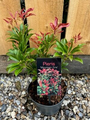 Pieris japonica 'Mountain Fire' - 2L