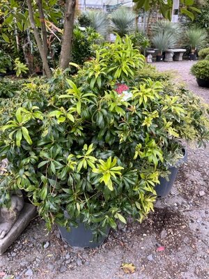 Pieris japonica 'Red Mill' 25L