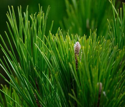Pinus Bambino - 1/2 Std - 20L - 70cm clear stem