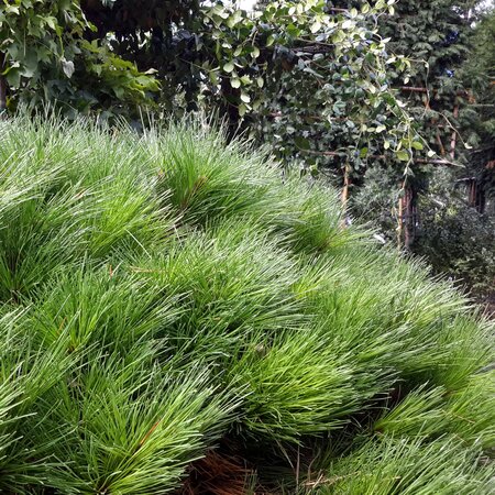 Pinus Brepo - 1/4 Std - 35L - 30cm clear stem