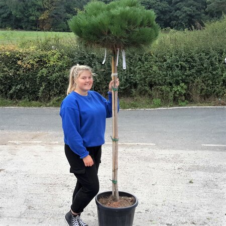 Pinus Brepo - 35L - 3/4 Std - 1.75m - image 1