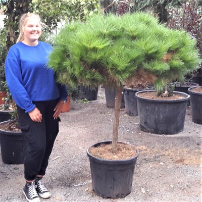 Pinus Brepo - 55L - 1/2 Std - 70cm clear stem - image 1