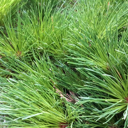 Pinus Brepo(R)(Pierrick Bregeon) -1/2 Std -  45L - 100cm stem - image 1